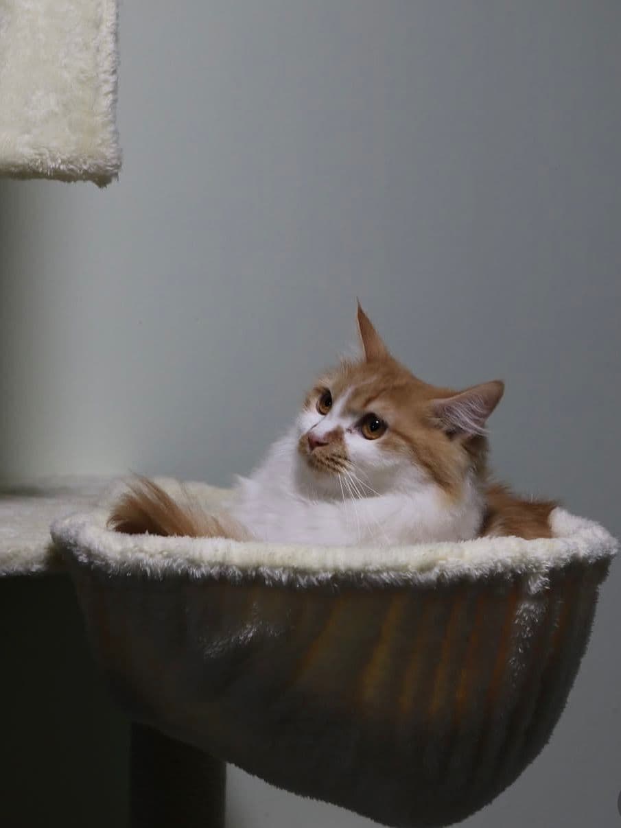 Noor Al Hayah Pets